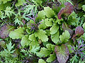 Asian salad mix in the field (close-up)