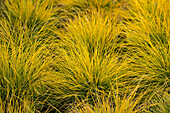 Festuca glauca 'AmiGold' grass