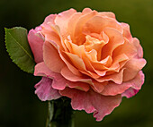 Rose (Rosa 'Rachel') flower