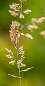 Common velvet grass (Holcus lanatus)