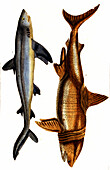 Sharks, 19th century illustration