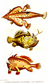 Batfish, sargassum fish and frogfish, 19th century illustration