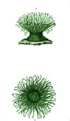 Mediterranean snakelocks sea anemone, 19th century illustration