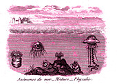 Marine animals, 19th century illustration