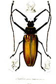 Longhorn beetle, 19th century illustration