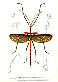 Titan stick insect, 19th century illustration