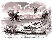 Insects, 19th century illustration