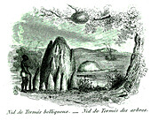 Termite nests, 19th century illustration