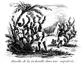 Cochineal harvest, 19th century illustration