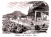 Young tea plantation, 19th century illustration