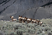 Herd of elk on grass