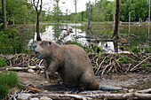 Giant beaver, illustration