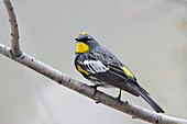 Yellow-rumped warbler perching on branch