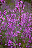 Lythrum virgatum - Dropmore Purple - purple loosestrife