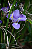 Iris unguicularis – Algerische Schwertlilie