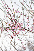 Prunus nume Omoi-no-mama - flowering Japanese ornamental apricot