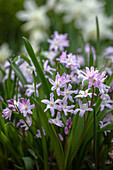 Scilla forbesii 'Pink Giant' - common star hyacinth