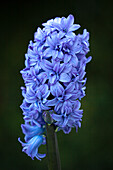 Hyacinthus orientalis 'Crystal Palace' (double hyacinth)