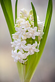 Hyacinthus 'Madame Sophie'