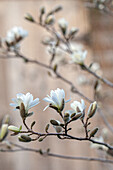 Magnolia stellata - blühende Sternmagnolie