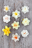 Daffodil varieties