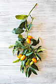 Kumquats on a branch with leaves