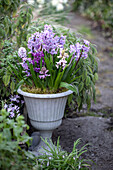Mixed, flowering hyacinths in amphora