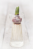 Hyacinth bulb rooting in hyacinth jar