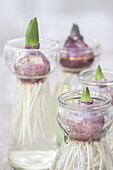 Hyacinth bulbs rooting in hyacinth glass