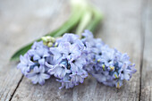 Blue hyacinths on a wooden table