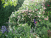 Rose 'Frau Eva Schubert', repeat-flowering rambler rose