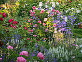 Campanula persicifolia 'Blue Bloomers', bluebells, rose 'Leonardo da Vinci', 'Lions-Rose', 'Rouge Meilove', salvia 'Blauhügel', 'Schneehügel'