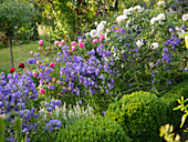 Romantic cottage-style garden bed with roses and perennials