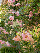 Rosa Kletterrose mit rosa Lilie