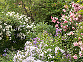 Kletterrosen in weiß und rosa