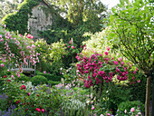 Lush garden bed with roses and perennials, wooden bench in front of an ivy-covered shed