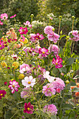 Colorful bed with dahlias and cosmeas