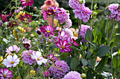 Colorful garden bed with dahlias and cosmos