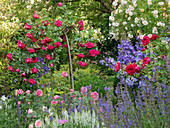 Rose bed with stem roses and ornamental sage as underplanting