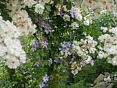 Combination of white rose and light blue clematis 'Sea Breeze'