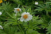 Paeonia emodi