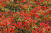 Enkianthus campanulatus