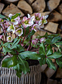 Christmas rose (Helleborus niger) in a wicker basket in front of stacked firewood