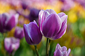 Purple Tulpen