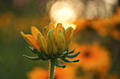 Sonnenblume vor einem sonnigen und verschwommenen Hintergrund