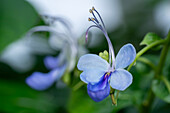 Rotheca serrata, blue fountain bush, blue-flowered fame tree or beetle killer