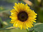 Gewöhnliche Sonnenblume vor unscharfem Hintergrund