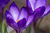Close-up of purple crocus flowers. Blurred background
