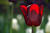 Red tulip against a blurred background