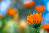 Orangefarbene Ringelblume vor unscharfem Hintergrund